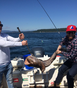 Lingcod Bliss In British Columbia